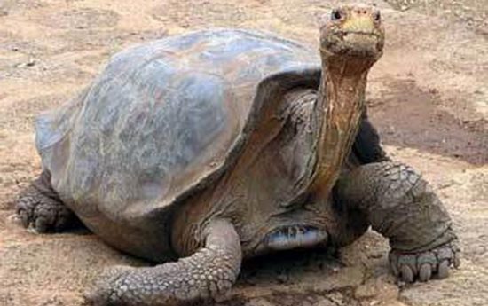 Животные редких видов. Слоновая черепаха острова Пинта