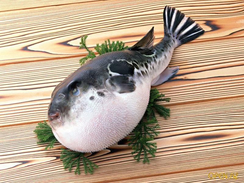 Самая дорогая рыба в мире. Рыба Фугу