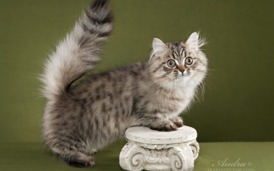 Самые маленькие кошки в мире. Наполеон
