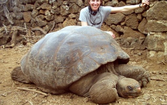 Животные редких видов. Слоновая черепаха острова Пинта