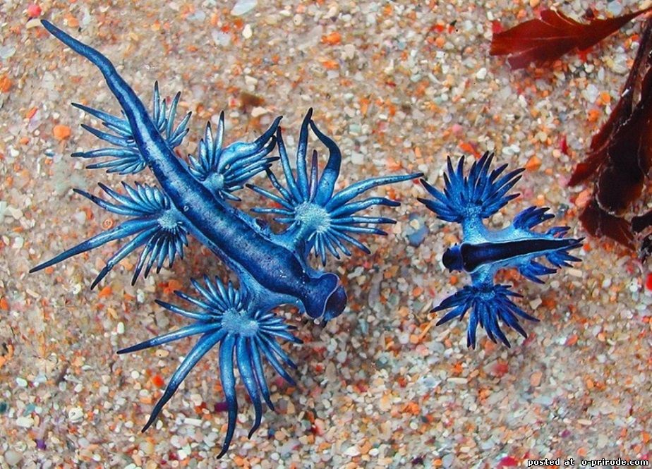 Необычные морские животные. Голубой ангел