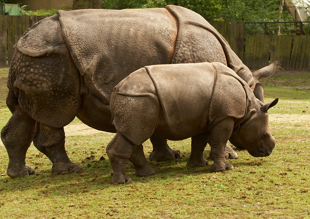 Редкие виды животных. Яванский носорог