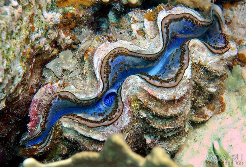 Необычные морские животные. Гигантский моллюск Тридакна