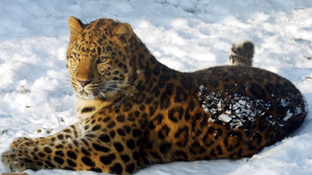 Редкие виды животных. Дальневосточный леопард