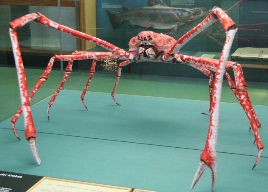Гигантские животные. Японский краб-паук