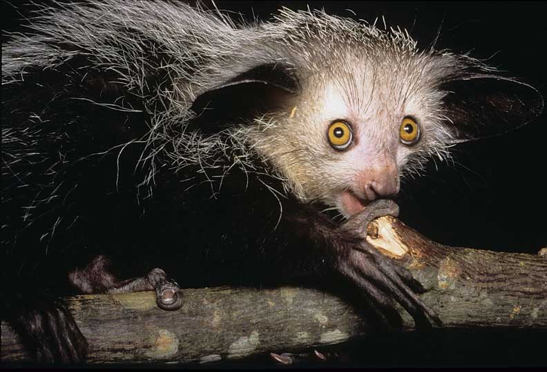 Необычные животные мира.Мадагаскарская руконожка