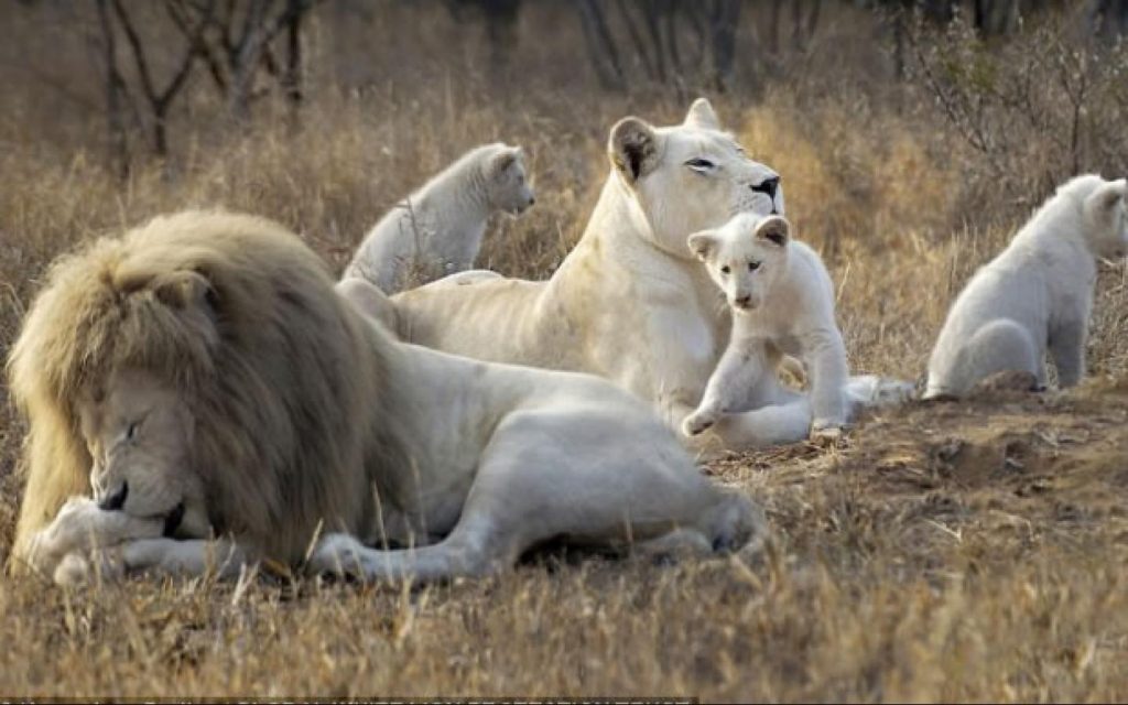 Редкие виды животных. Белый лев