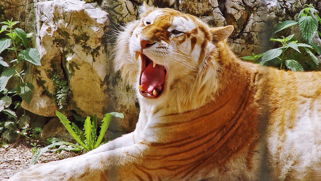 Редкие виды животных. Золотой тигр