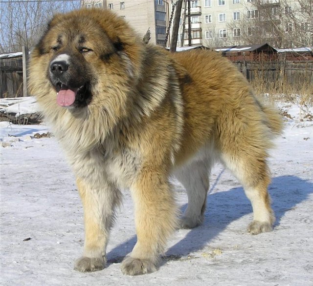 Самые большие породы собак. Кавказская овчарка