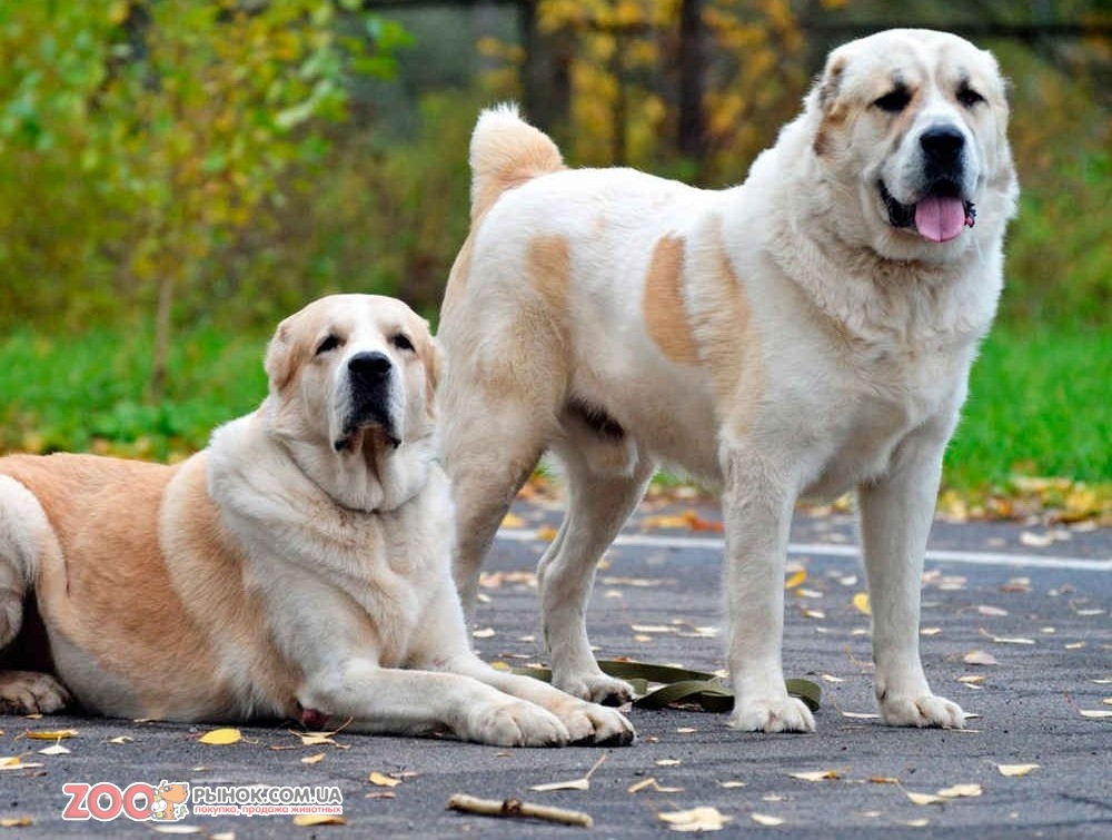 Самые большие породы собак. Алабай