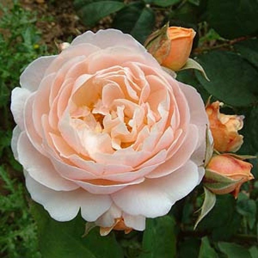 Самые дорогие и красивые цветы. Роза «Sweet Juliet»
