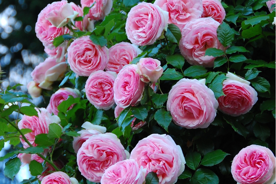 Самые дорогие и красивые цветы. Роза «Пьер де Ронсар»