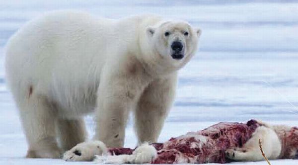 Каннибализм среди животных. Белый медведь