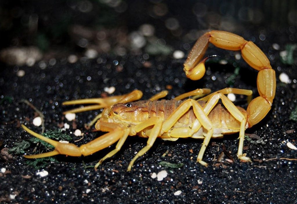 Самые ядовитые существа. Скорпион Лейурус