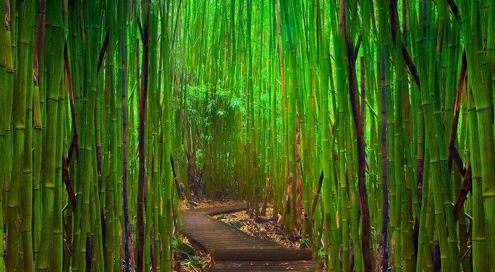 Красивые туннели из деревьев. Бамбуковая аллея
