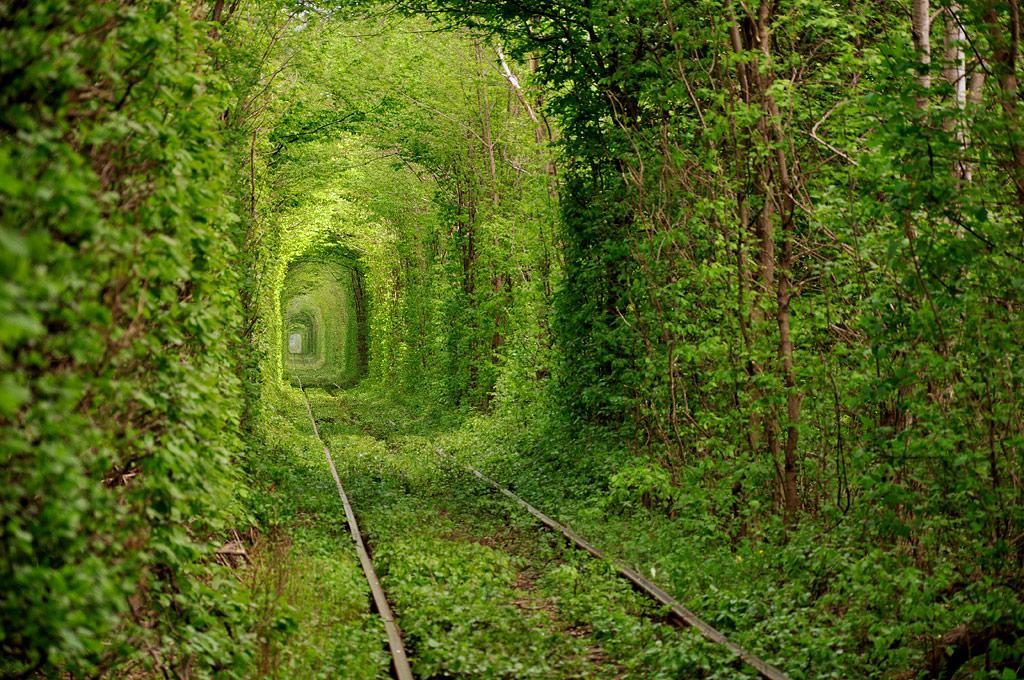 Красивые туннели из деревьев. Туннель любви