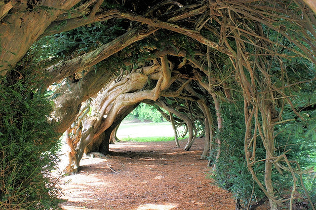 Красивые туннели из деревьев. Туннель Тисов