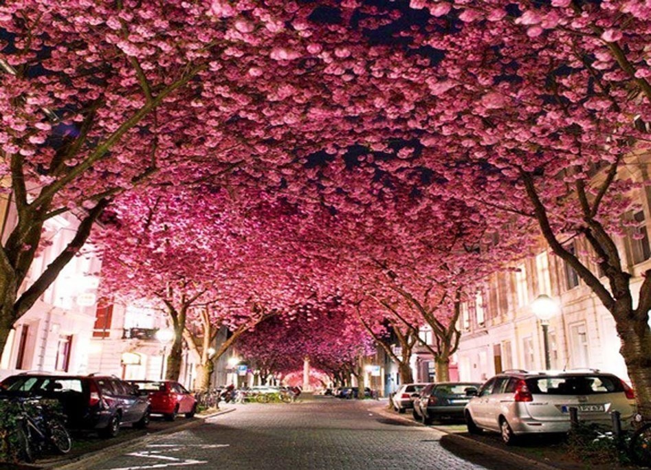 Красивые туннели из деревьев. Туннель цветущей вишни