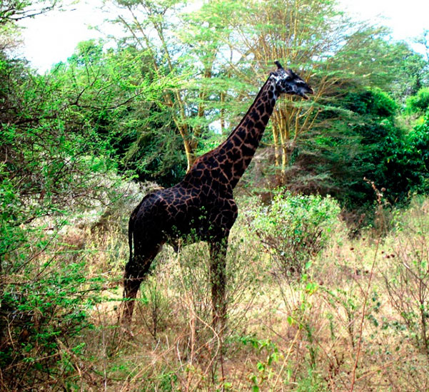 Меланизм у животных. Жираф