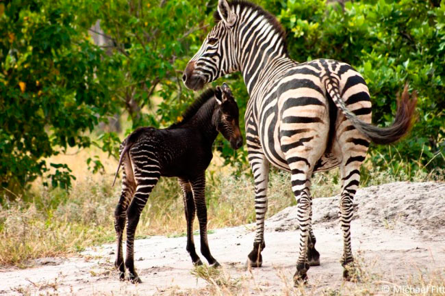 Меланизм у животных. Зебра и ее малыш