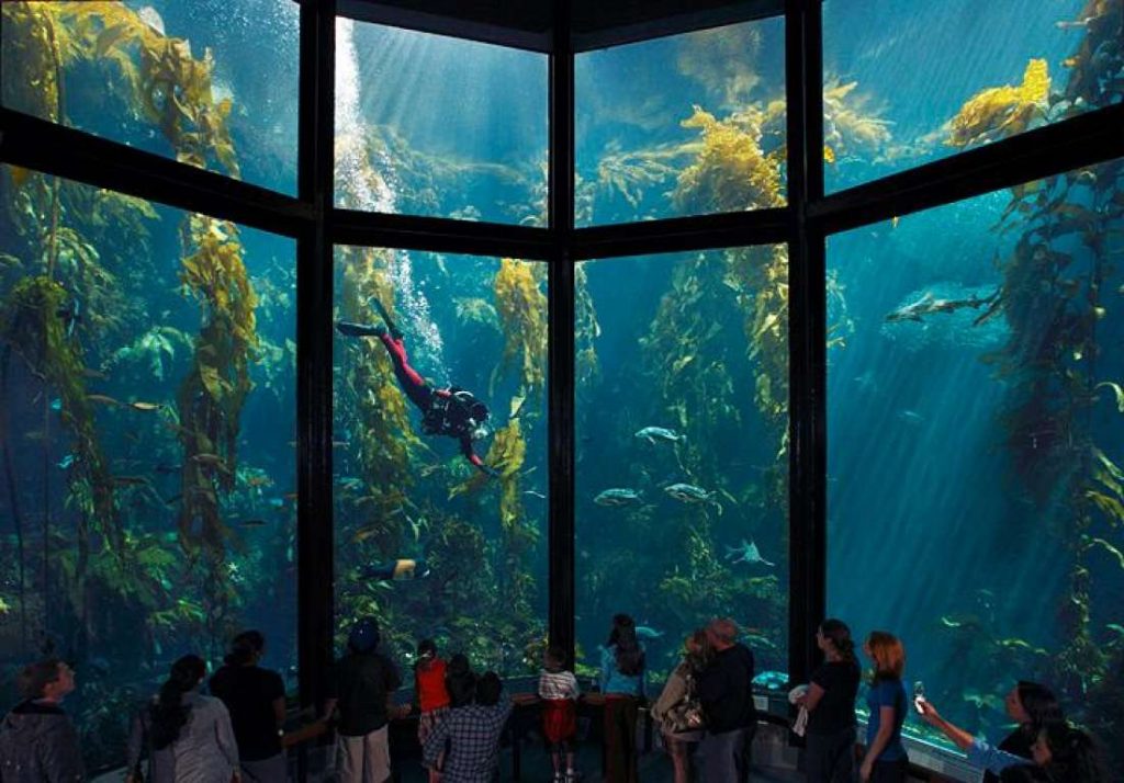 Большие аквариумы. Аквариум Монтерей бей
