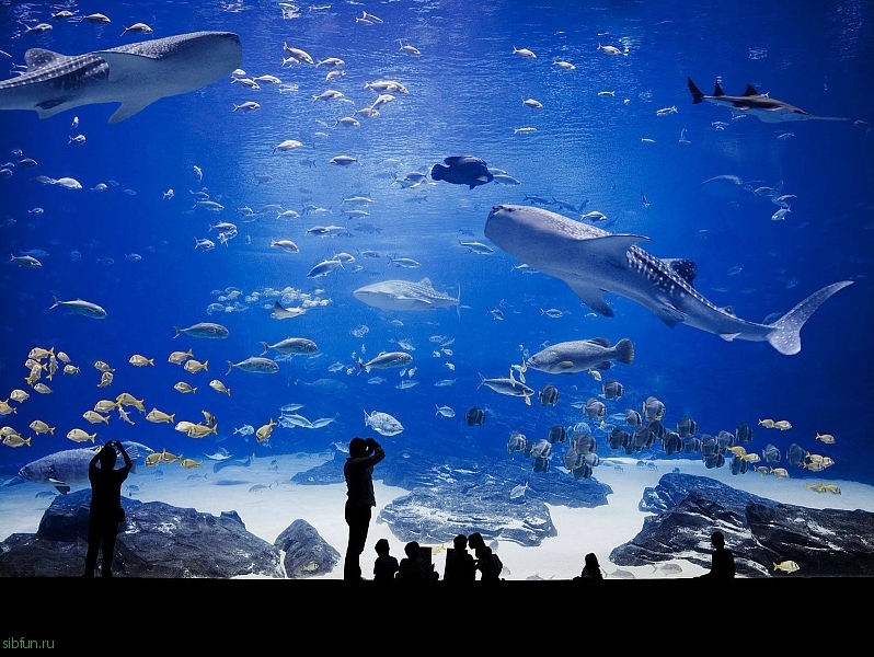 Большие аквариумы. Аквариум в штате Джорджия