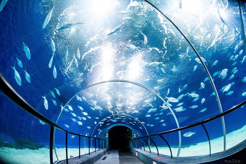 Большие аквариумы. Океанариум Шанхая