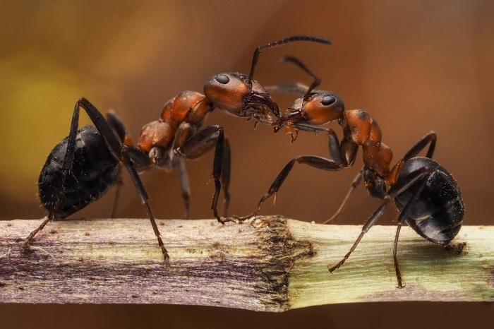 Необычные профессии. Ловец муравьев