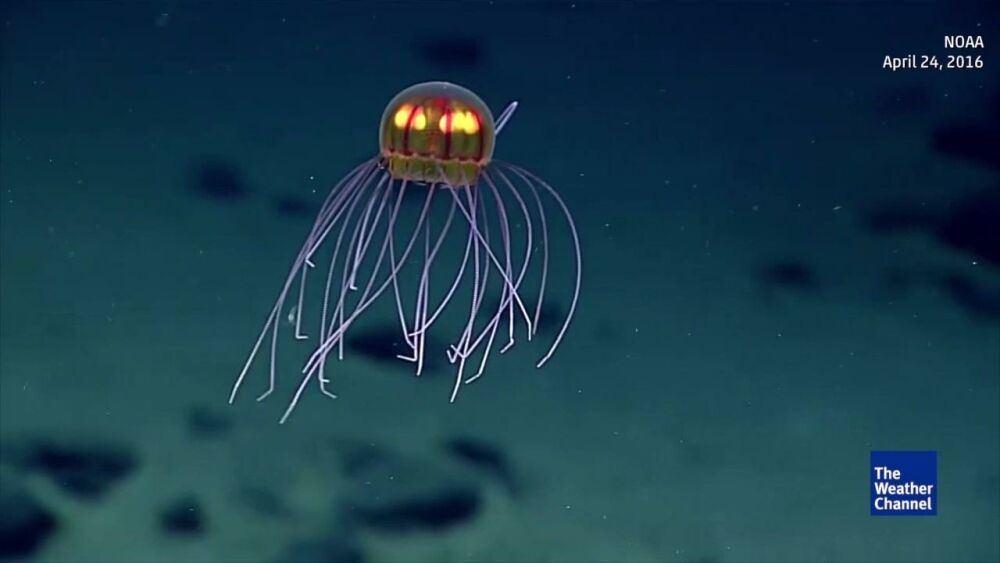 Недавно открытые животные. Медуза-НЛО