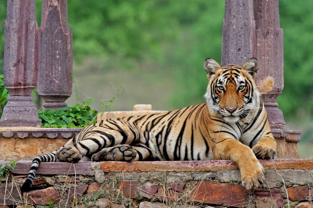 Места закрытые для посещения. Тигриные заповедники в Индии