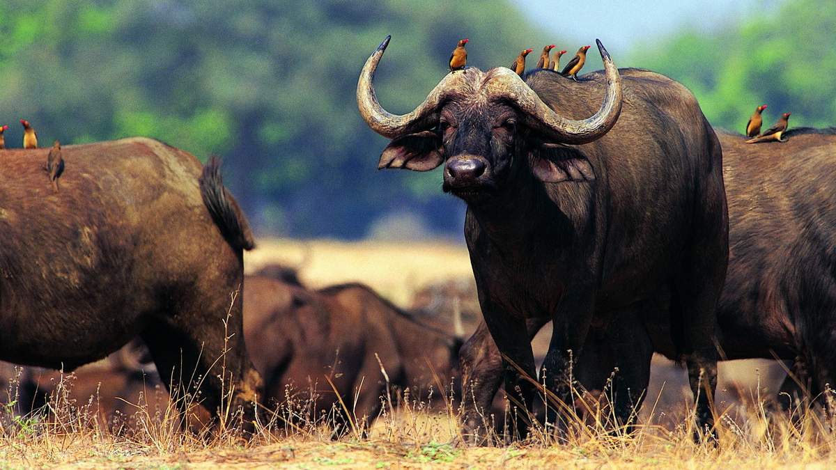 Самые смертоносные животные. Африканский буйвол