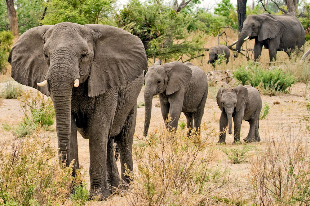 Животные со странными способностями. Африканские слоны
