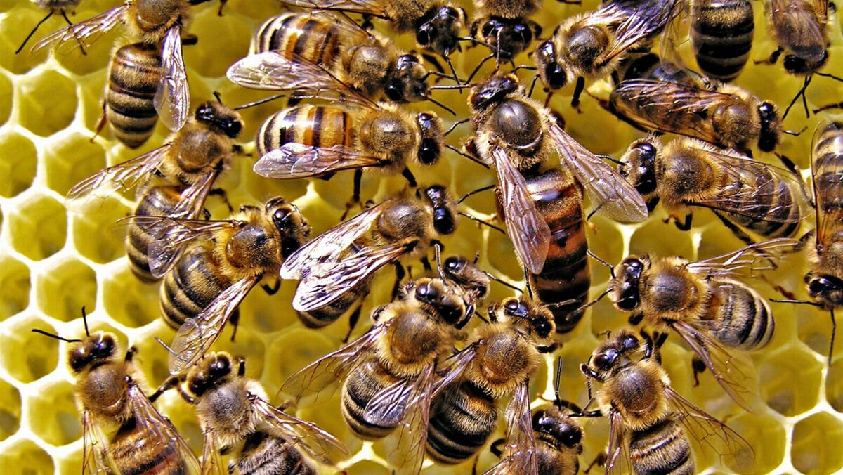 Самые смертоносные животные. Пчелы