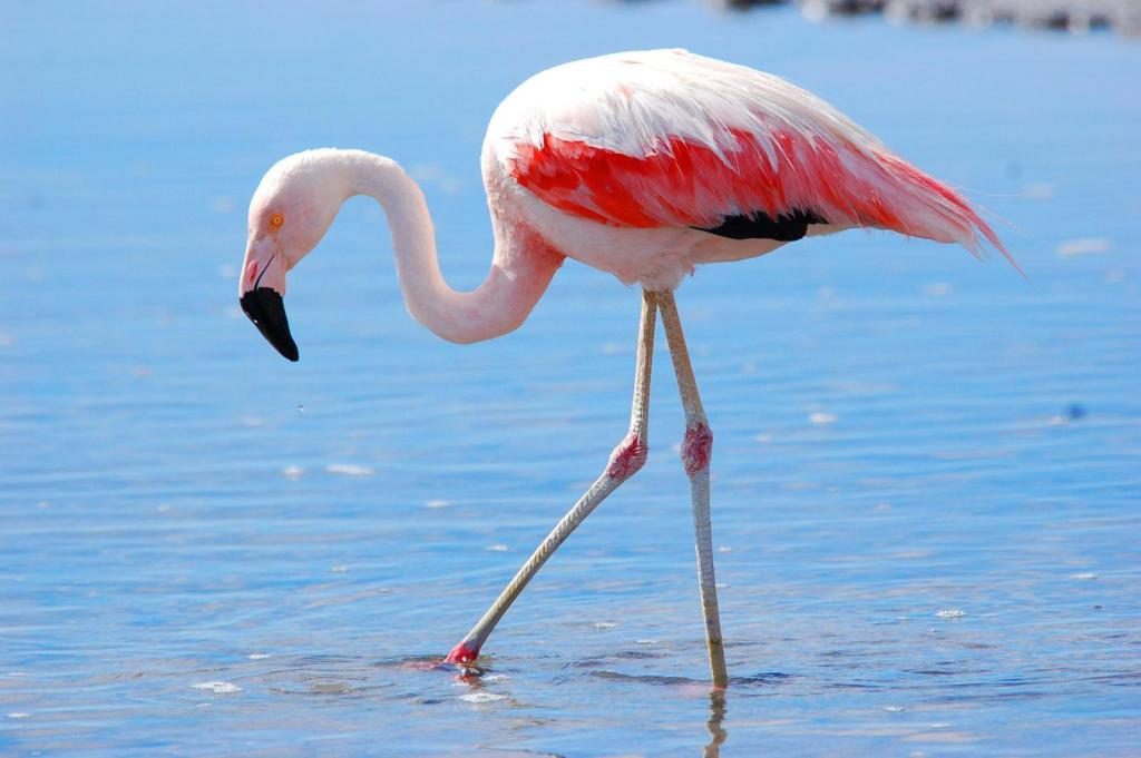 Красивые птицы. Фламинго