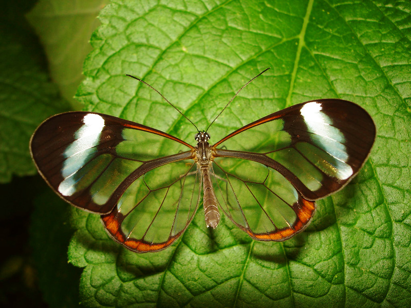 Красивые бабочки. Грета Ото