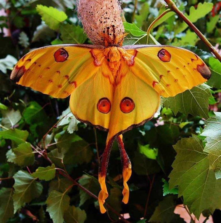 Красивые бабочки. Мадагаскарская комета