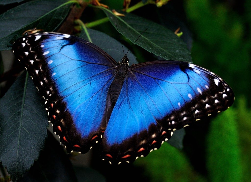 Красивые бабочки. Морфо Пелеида