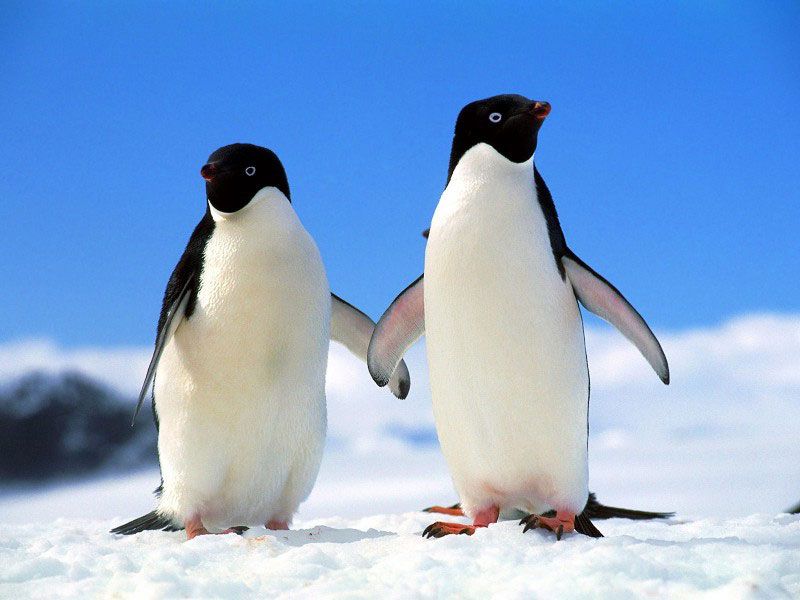 Нелетающие птицы. Пингвины