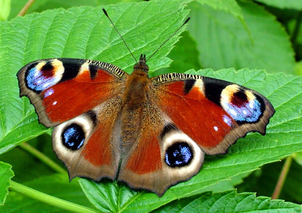 Красивые бабочки. Павлиний глаз
