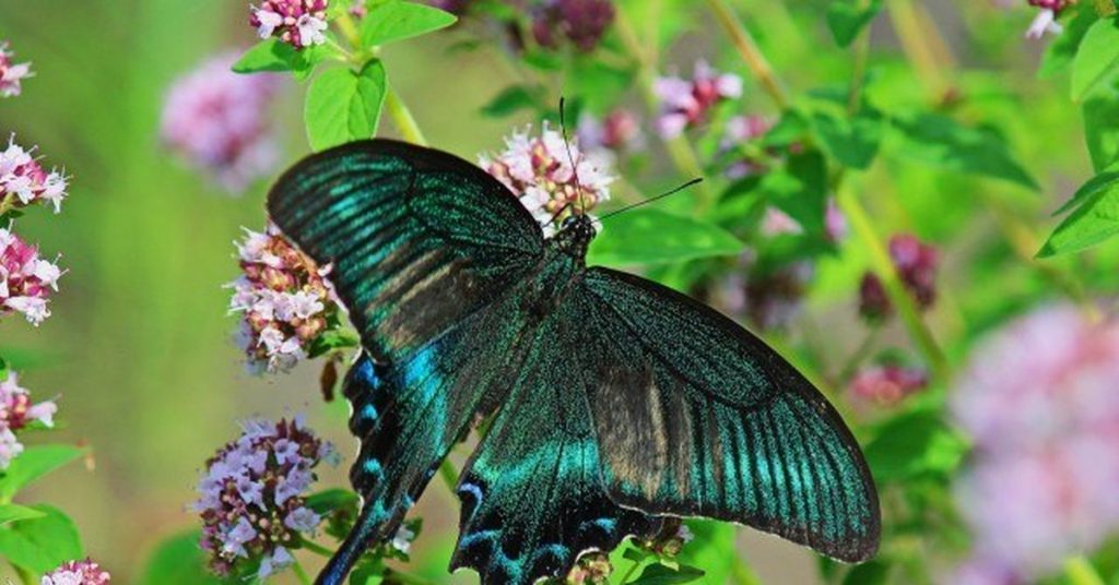 Красивые бабочки. Парусник Маака