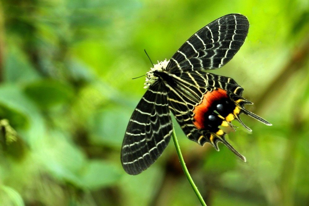 Красивые бабочки. Слава Бутана