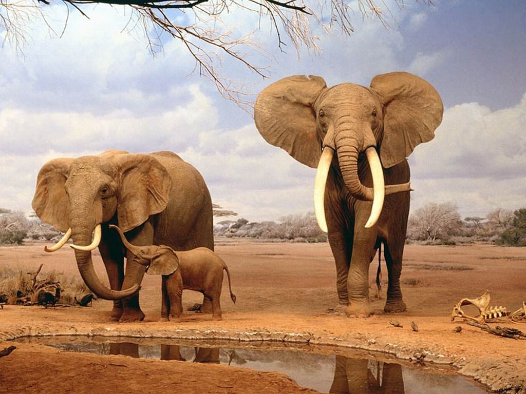Умные животные. Слоны