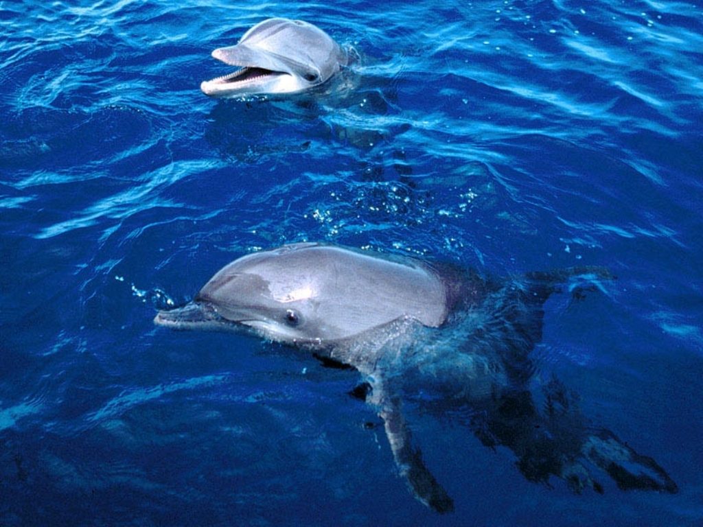 Умные животные. Дельфины