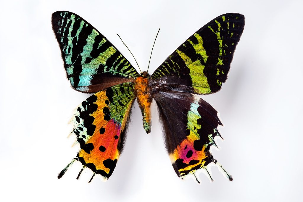 Красивые бабочки. Урания мадагаскарская