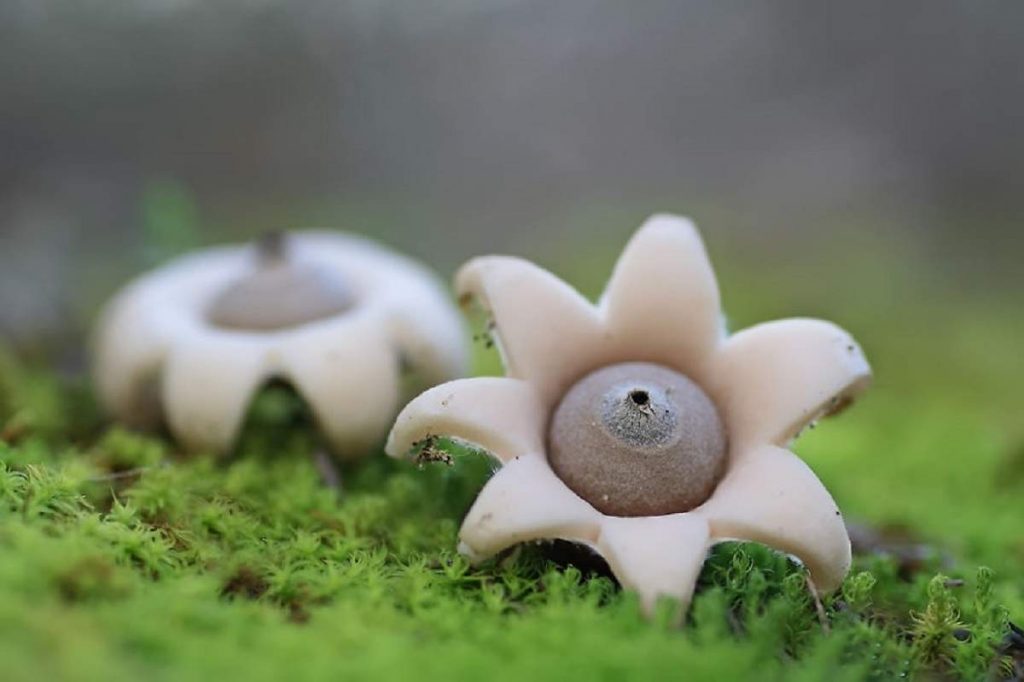 Удивительные грибы. Земляная звёздочка или геаструм