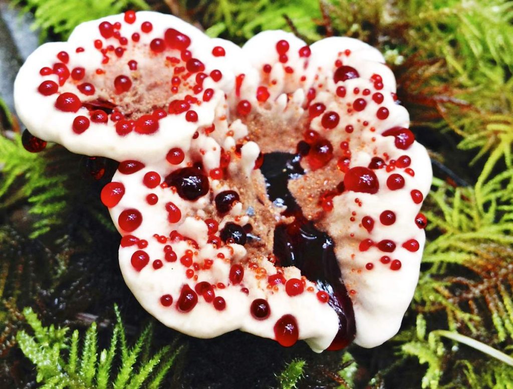 Удивительные грибы. Гиднеллум Пека или «Кровоточащий зуб»