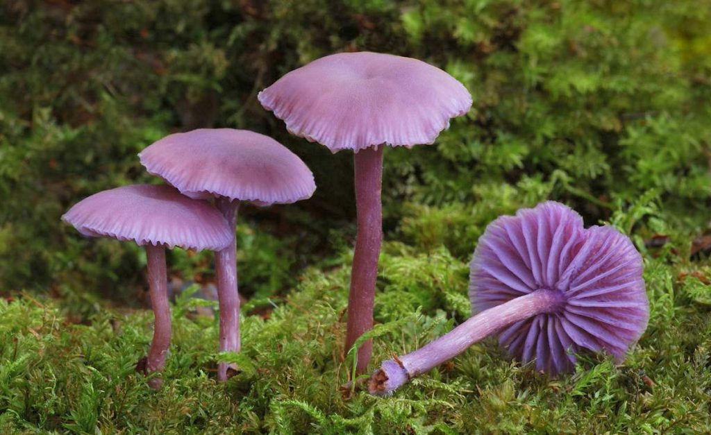 Удивительные грибы. Лаковица аметистовая