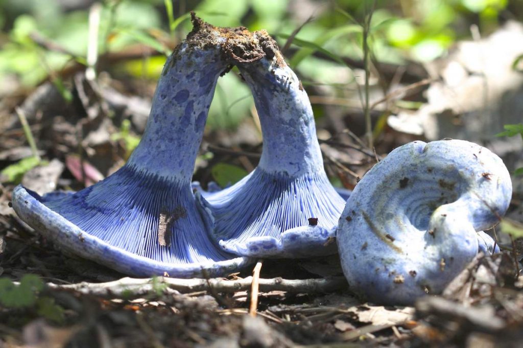 Удивительные грибы. Млечник голубой