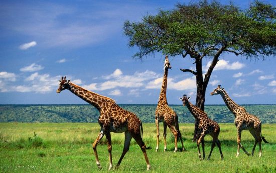Уникальные возможности животных.. Жирафы