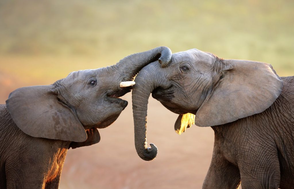 Уникальные возможности животных. Слоны